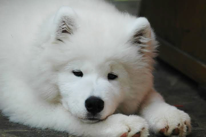 samojed