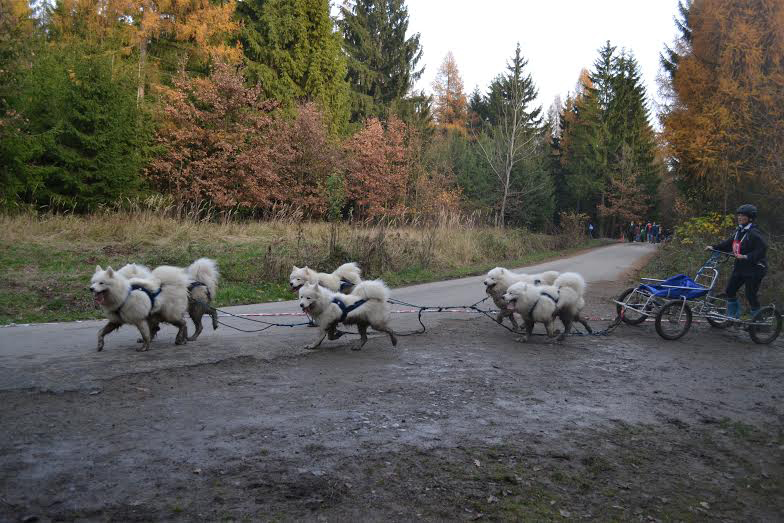 samojed