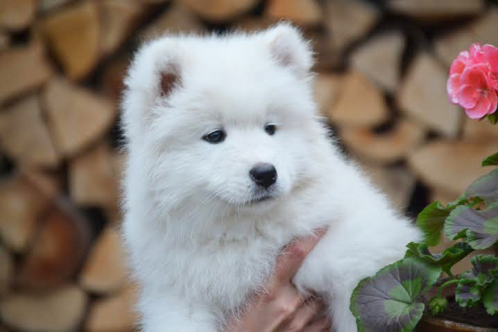 samojed