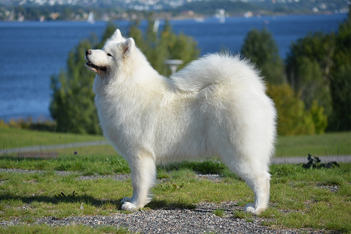 samojed