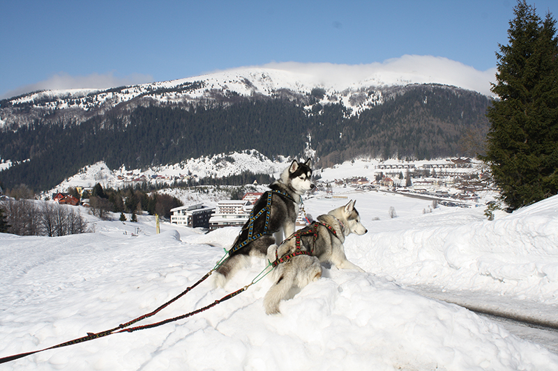 Dogtrekking 