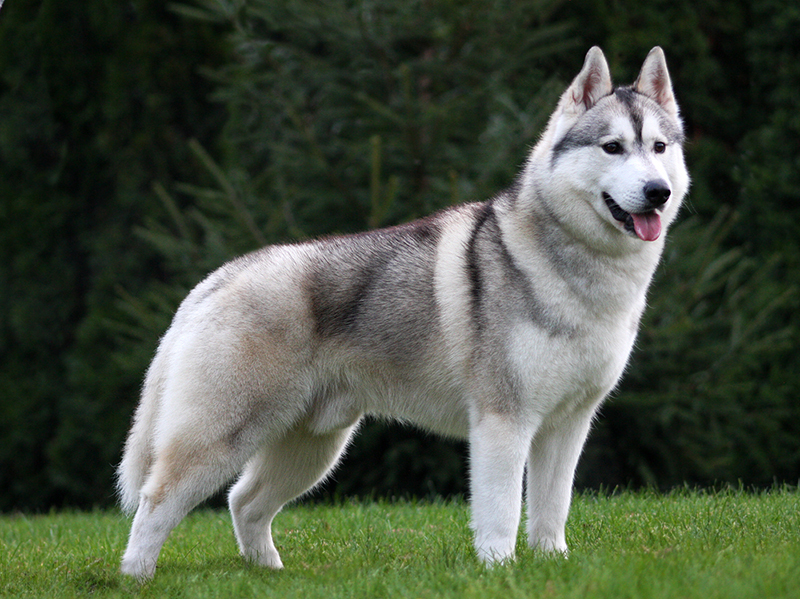 sibisk husky