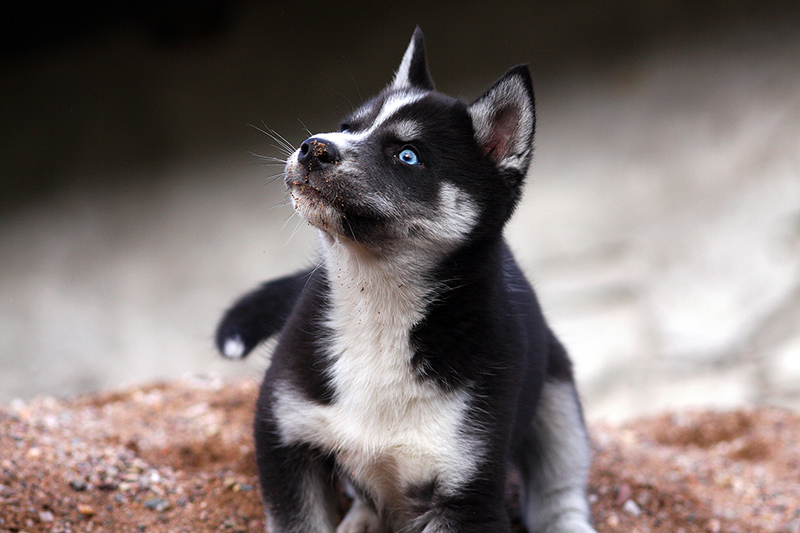 sibisk husky