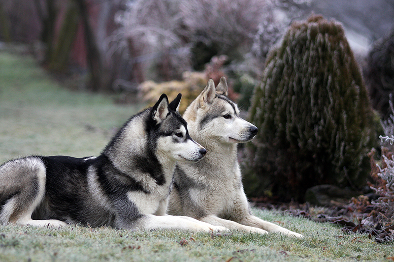 sibisk husky