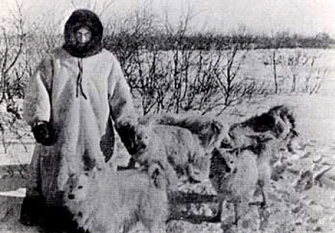 samojed